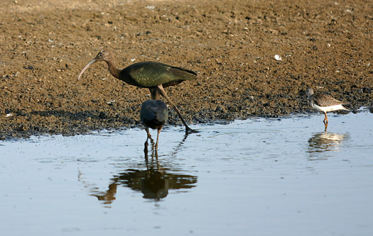 阿薩提格國家海岸 (Assateague Island National Seashore)Chincoteague