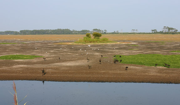 阿薩提格國家海岸 (Assateague Island National Seashore)Chincoteague