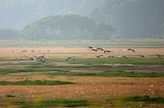 阿薩提格國家海岸 (Assateague Island National Seashore)Chincoteague