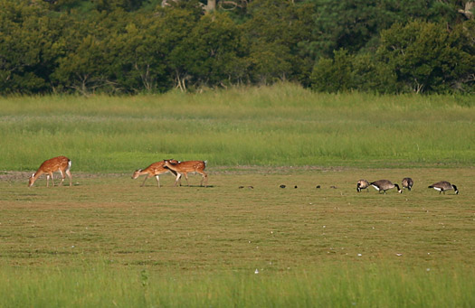 阿薩提格國家海岸 (Assateague Island National Seashore)Chincoteague