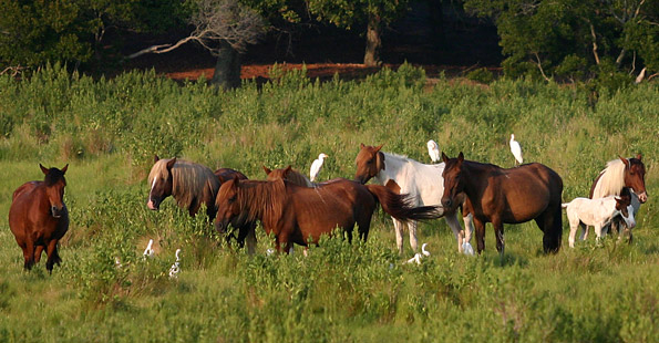 阿薩提格國家海岸 (Assateague Island National Seashore)Chincoteague