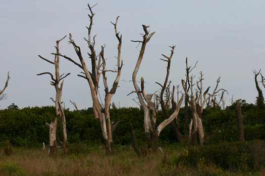 阿薩提格國家海岸 (Assateague Island National Seashore)