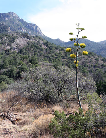 大彎國家公園 (Big Bend National Park)盆地步道