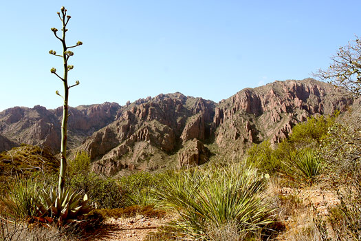 大彎國家公園 (Big Bend National Park)盆地步道