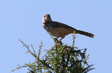 大彎國家公園 (Big Bend National Park)Chisos盆地