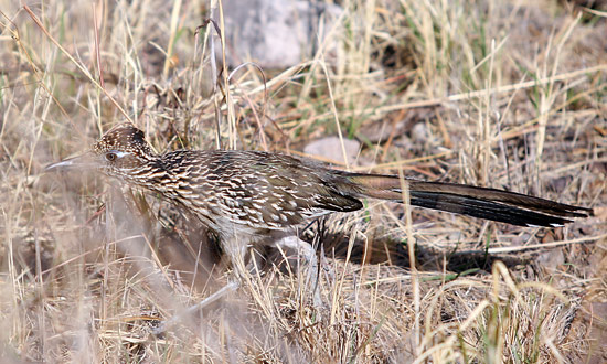 大彎國家公園 (Big Bend National Park)Roadrunner