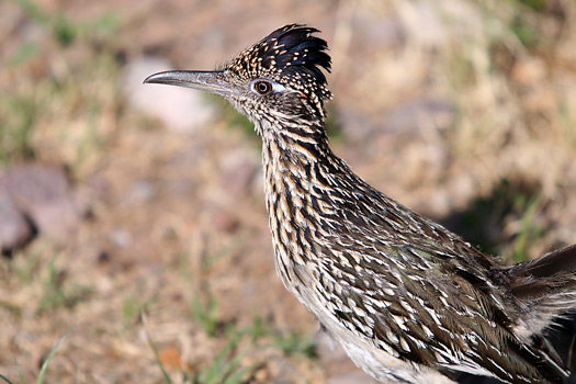 大彎國家公園 (Big Bend National Park)Roadrunner