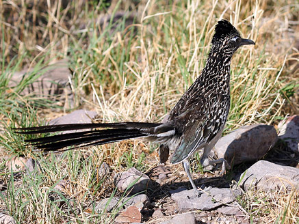 大彎國家公園 (Big Bend National Park)Roadrunner