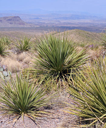 大彎國家公園 (Big Bend National Park)Sotol Vista Overlook