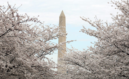 華盛頓特區櫻花季 (Washington DC Cherry Blossom)
