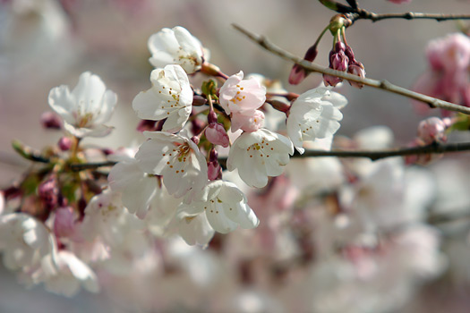 華盛頓特區櫻花季 (Washington DC Cherry Blossom)