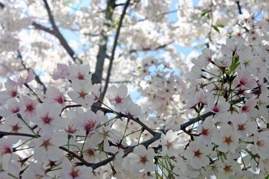 華盛頓 櫻花