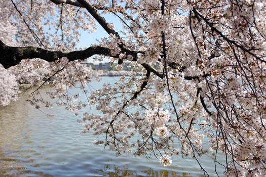 華盛頓 櫻花