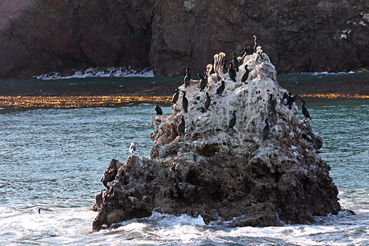 峽島國家公園 (Channel Islands National Park) 
Pelicans