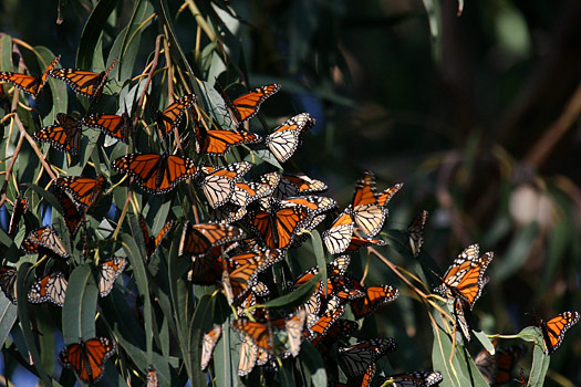 峽島國家公園 (Channel Islands National Park) 
Butterflies