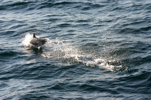 峽島國家公園 (Channel Islands National Park) 
Dolphin