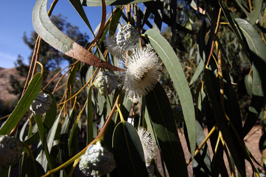 峽島國家公園 (Channel Islands National Park) 
Eucalyptus