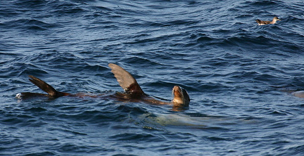 峽島國家公園 (Channel Islands National Park) 
Seals