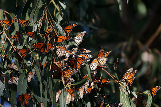 峽島國家公園 (Channel Islands National Park) 
Butterflies