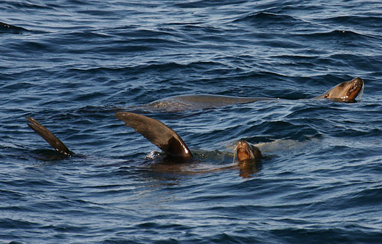 峽島國家公園 (Channel Islands National Park) 
Seals