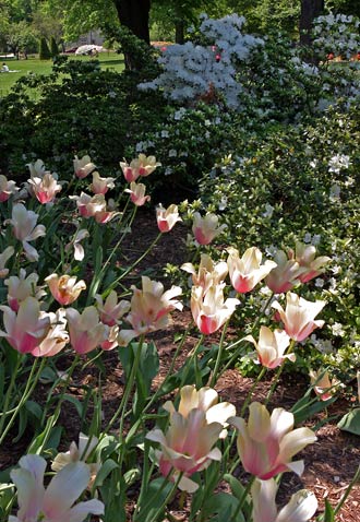 巴爾的摩 (Baltimore) 雪霧花園 (Sherwood Gardens)