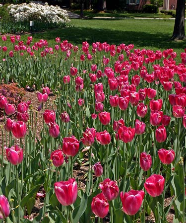 巴爾的摩 (Baltimore) 雪霧花園 (Sherwood Gardens)