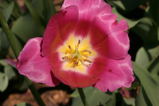 巴爾的摩 (Baltimore) 雪霧花園 (Sherwood Gardens)