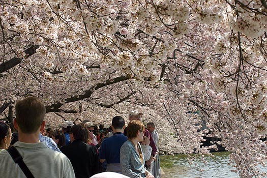 華盛頓特區櫻花季 (Washington DC Cherry Blossom)