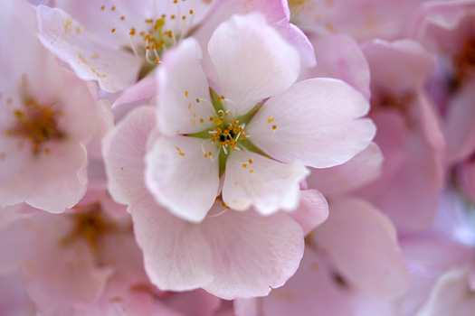 華盛頓特區櫻花季 (Washington DC Cherry Blossom)