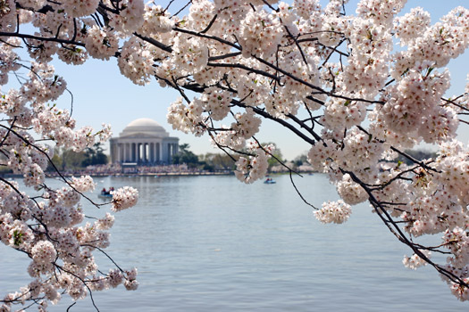 華盛頓特區櫻花季 (Washington DC Cherry Blossom)