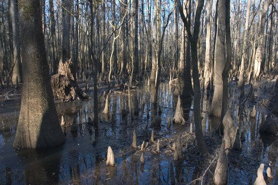 坎格瑞沼澤國家公園 (Congaree Swamp National Park)
 柏樹膝蓋 (Cypress Knees)