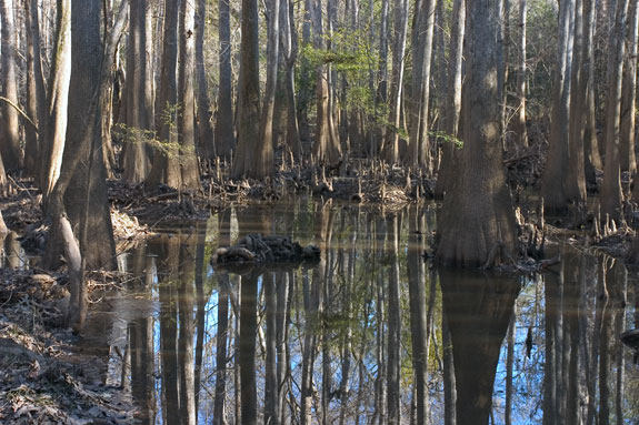 坎格瑞沼澤國家公園 (Congaree Swamp National Park)
 沖積平原森林
