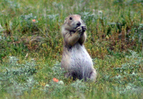 草原狗 (Prairie Dog)