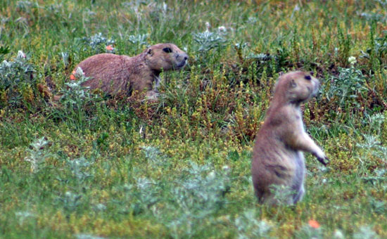 草原狗 (Prairie Dog)