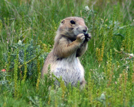 草原狗 (Prairie Dog)