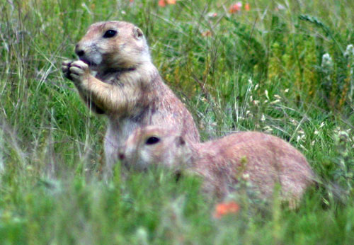 草原狗 (Prairie Dog)