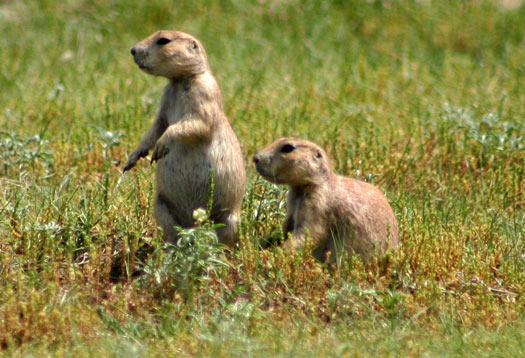 草原狗 (Prairie Dog)