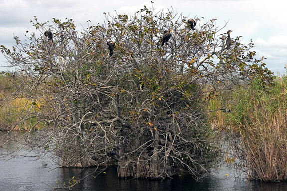 沼澤地國家公園 (Everglades National Park)
 樹上的鸕鶿 (Cormorant)