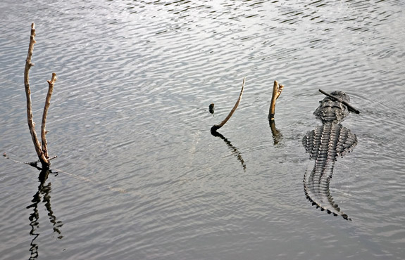 沼澤地國家公園 (Everglades National Park)
 游泳的鱷魚
