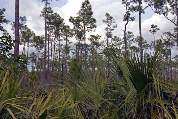 沼澤地國家公園 (Everglades National Park)
 長松嶼 (Long Pine Key)