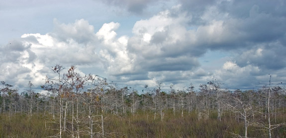 沼澤地國家公園 (Everglades National Park)
 Mahogany Hammock