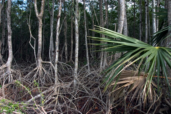 沼澤地國家公園 (Everglades National Park)
 紅樹林