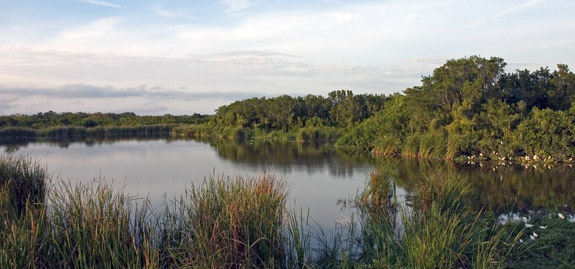 沼澤地國家公園 (Everglades National Park)
 Eco Pond
