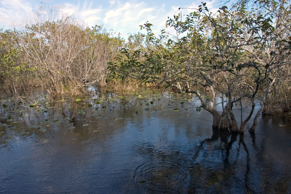 沼澤地國家公園 (Everglades National Park)
 鯊魚谷 (Shark Valley)