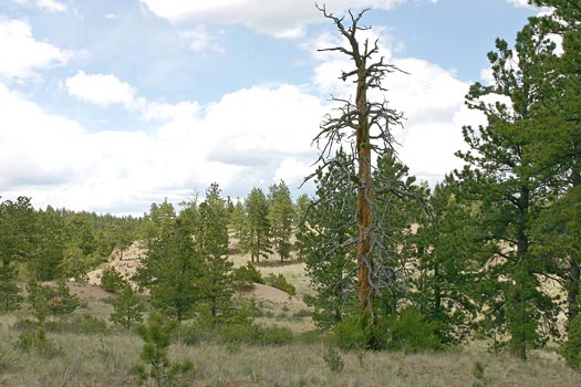 佛羅瑞珊化石帶國家保護區 (Florissant Fossil Beds National Monument)