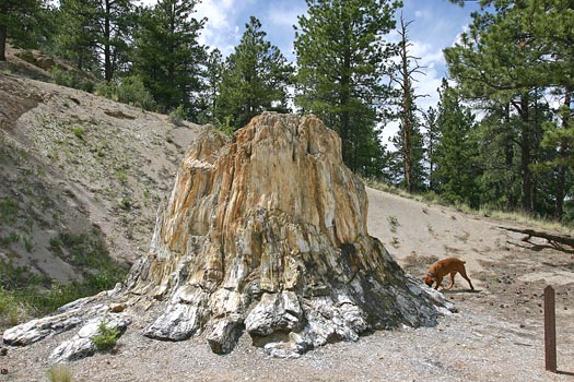 佛羅瑞珊化石帶國家保護區 (Florissant Fossil Beds National Monument)