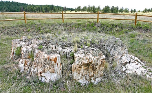 佛羅瑞珊化石帶國家保護區 (Florissant Fossil Beds National Monument)