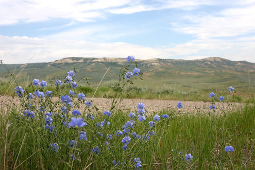 化石丘國家保護區 (Fossil Butte National Monument)