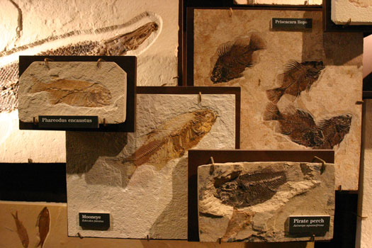 化石丘國家保護區 (Fossil Butte National Monument)