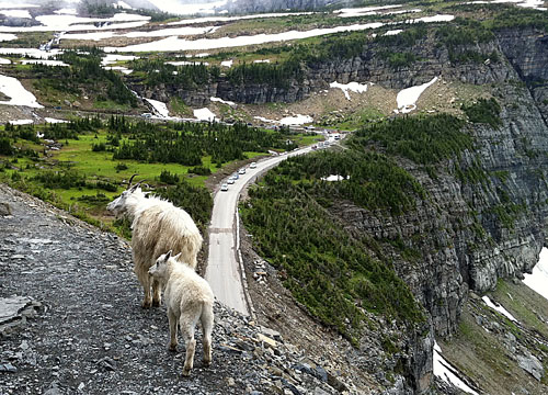 冰河國家公園 (Glacier National Park) 
Mountain Goats at Highline Trail